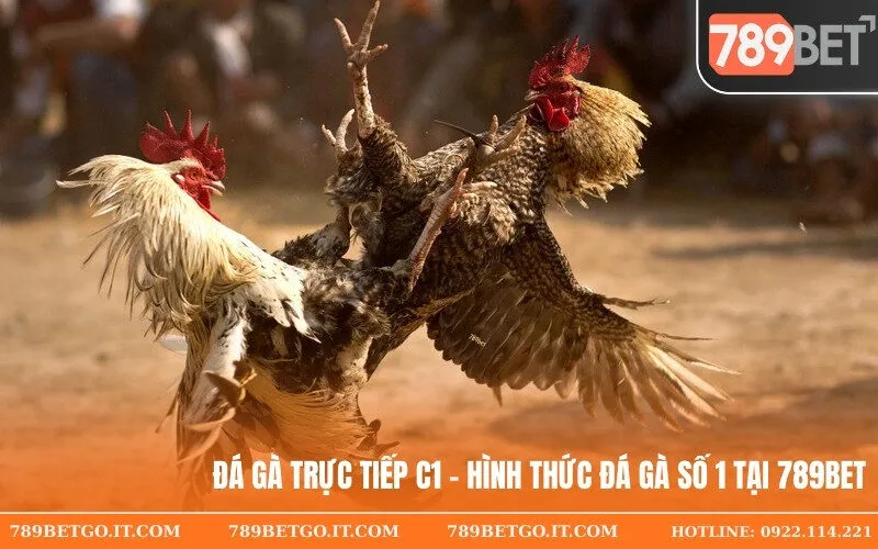 Đá Gà Trực Tiếp C1 - Hình Thức Đá Gà Số 1 Tại 789bet
