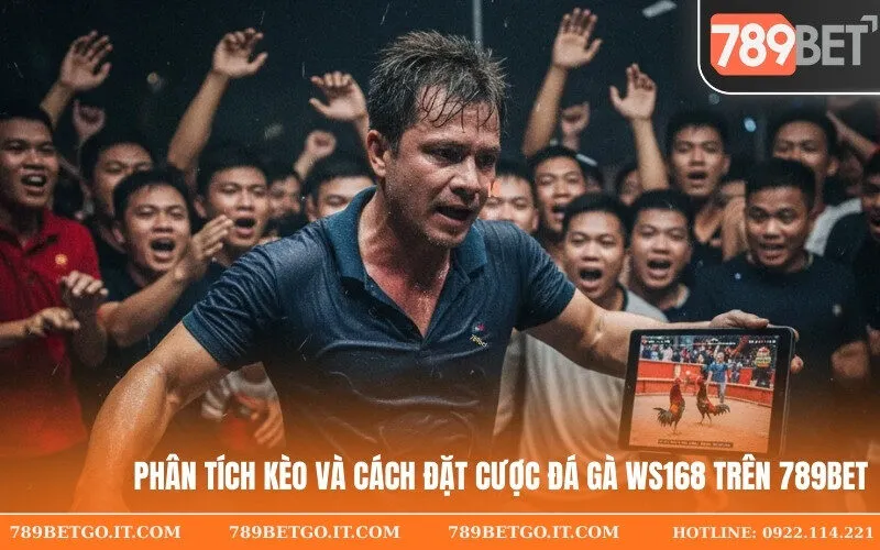Phân tích kèo và cách đặt cược đá gà WS168 trên 789bet